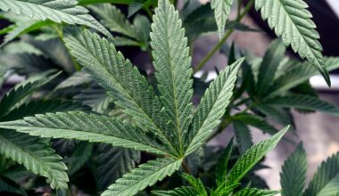 It's Time for New Curbs on Legal Pot