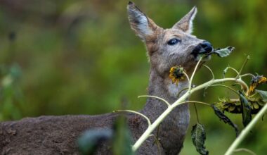 A Little Poop Could Keep Deer From Damaging Forests