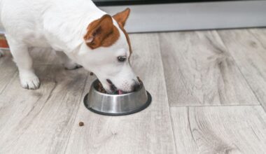 Dog Owners May Want to Switch Up Their Kibble