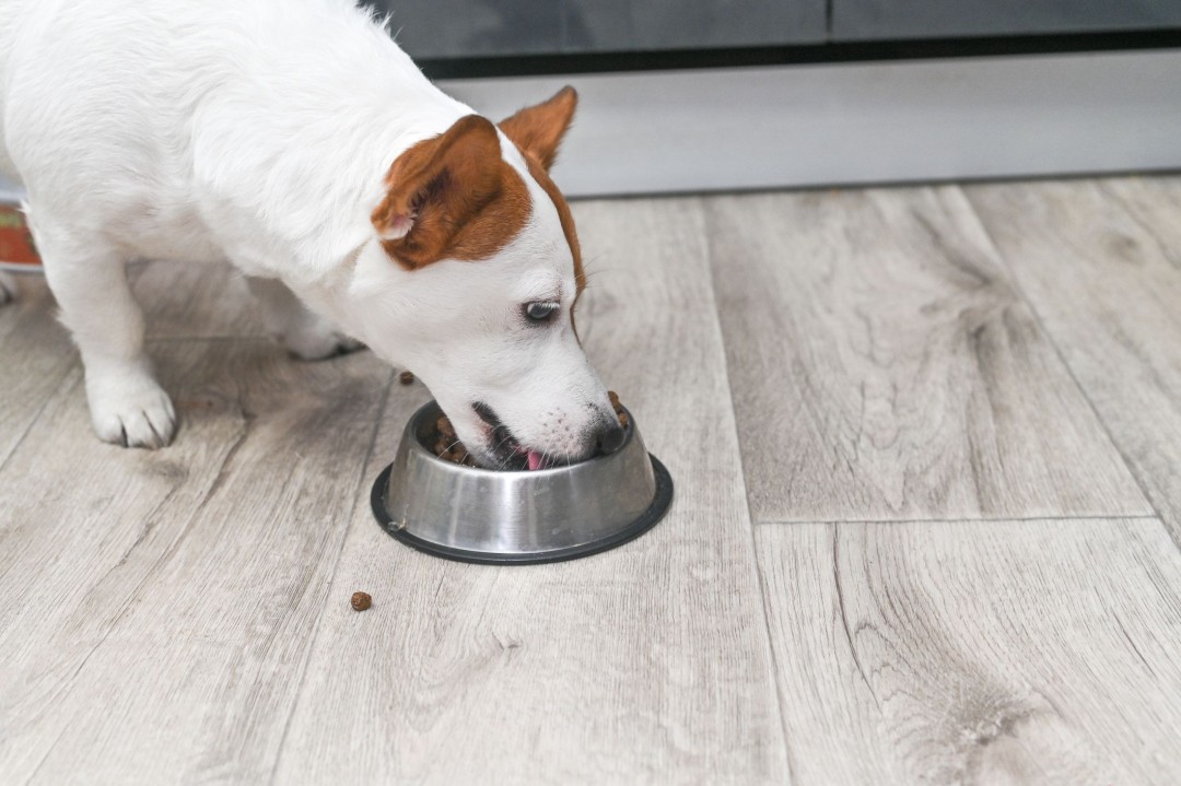 Dog Owners May Want to Switch Up Their Kibble