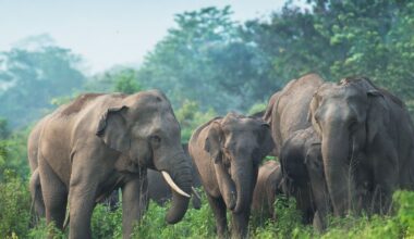Elephants Enter Village, Kill 6