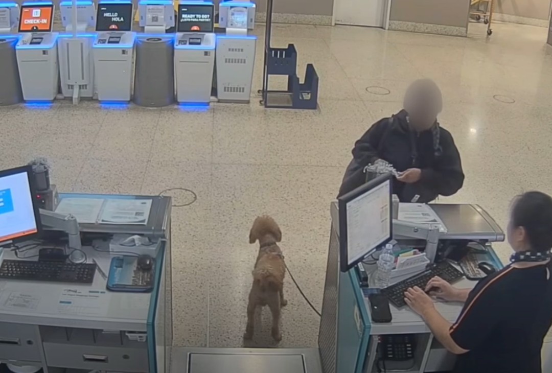 Woman Abandoned Dog at Airport Ticket Counter