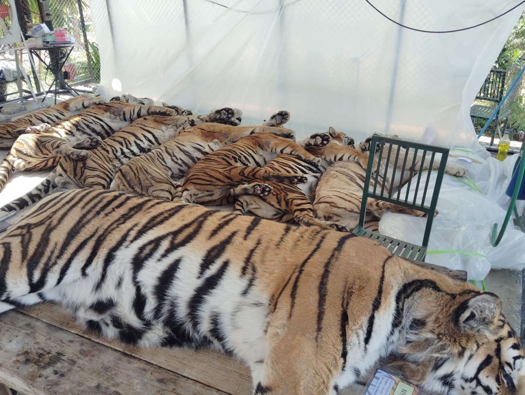 Outbreak Kills More Than 70 Tigers at Thailand Park