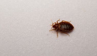 Scientists Discover What Terrifies Bedbugs