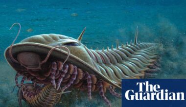 Drawings of Kangaroo Island fossils provide inspiration for stamp series | South Australia