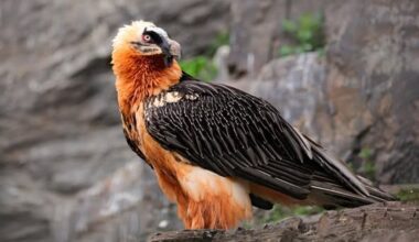 First-Ever Flight: Two Young Bearded Vultures Soar in a Heartwarming Milestone