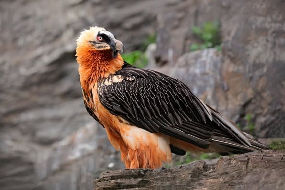 First-Ever Flight: Two Young Bearded Vultures Soar in a Heartwarming Milestone