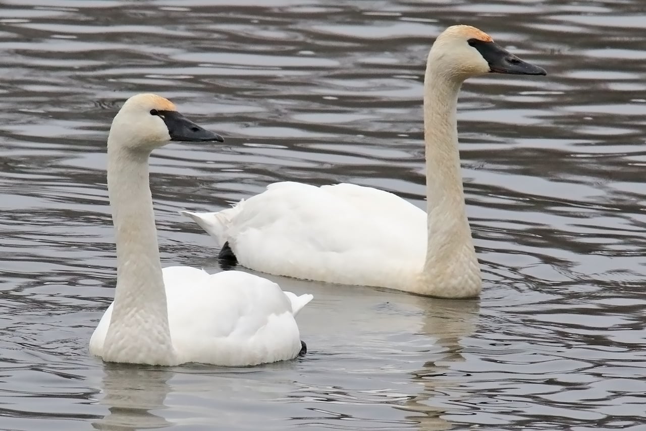Two swans.