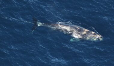 North Atlantic right whale found dead after weeks of entanglement