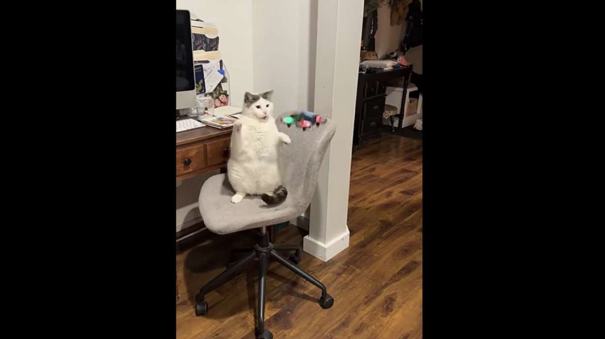 Have You Seen This? King Kong cat takes down flying saucer