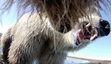 Collar cams offer a bear’s eye view into the lives of grizzlies on Alaska’s North Slope