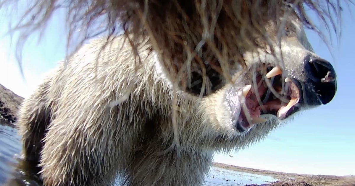 Collar cams offer a bear’s eye view into the lives of grizzlies on Alaska’s North Slope