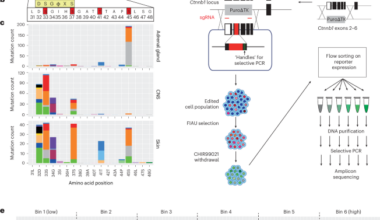 Mutational scanning reveals oncogenic CTNNB1 mutations have diverse effects on signaling