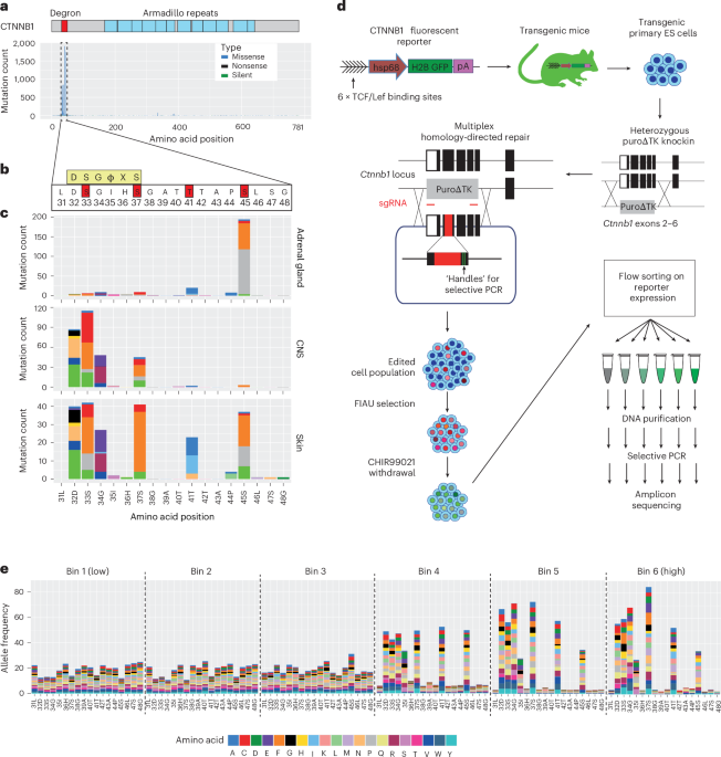 Mutational scanning reveals oncogenic CTNNB1 mutations have diverse effects on signaling