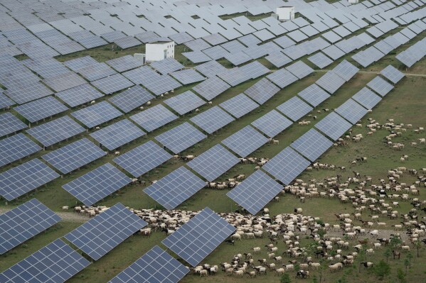 Tibetan sheep graze at a solar farm in Hainan prefecture of western China's Qinghai province on July 1, 2025. (AP Photo/Ng Han Guan, File)