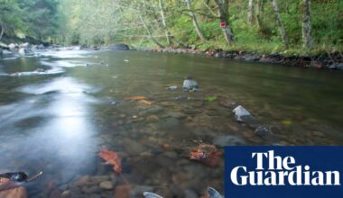 Is tyre pollution causing mass deaths in vulnerable salmon populations? | Pollution