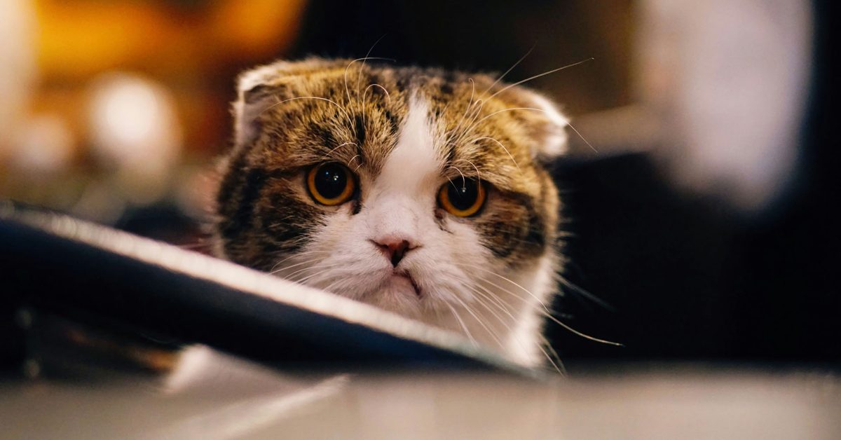 iOS 26.2.1 causing crashes, freezes, and more for some users