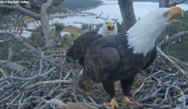 'Heartbroken': Famed California bald eagles lose eggs to ravens raid