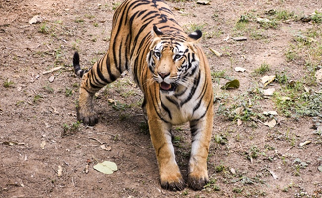 Tiger movement in Rajahmundry town triggers panic