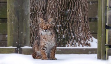 Iowa DNR say bobcat sighting is 'wildlife success story'