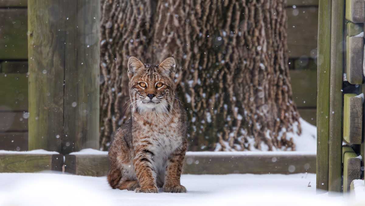 Iowa DNR say bobcat sighting is 'wildlife success story'