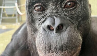 Can apes play pretend? Scientists use an imaginary tea party to find out