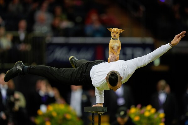 Christian Stoinev performs with his chihuahua, Scooby, during the 150th Westminster Kennel Club Dog Show in New York, Feb. 3, 2026. (AP Photo/Yuki Iwamura, File)