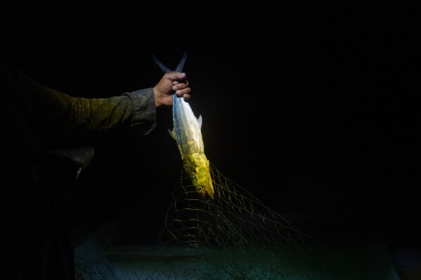 Fisherman Mauricio Contreras removes a fish from his net aboard his boat as night falls near Los Arrecifes, Mexico, Oct. 26, 2025. (AP Photo/Felix Marquez, File)