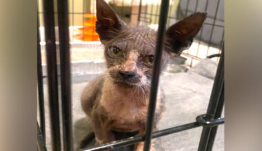 Scruffy 'Gremlin' Turns Into A Handsome Tuxedo Boy After A Bit Of TLC