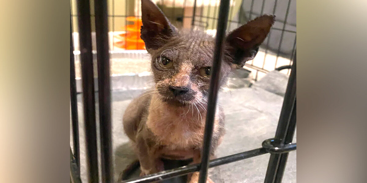 Scruffy 'Gremlin' Turns Into A Handsome Tuxedo Boy After A Bit Of TLC