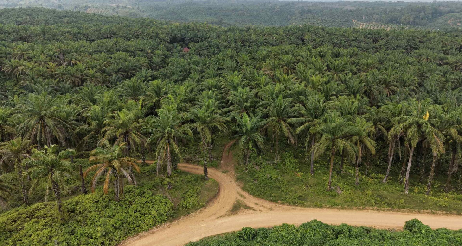 Catastrophe brings a reckoning for Sumatra's oil palm plantations