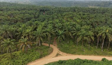 Catastrophe brings a reckoning for Sumatra's oil palm plantations