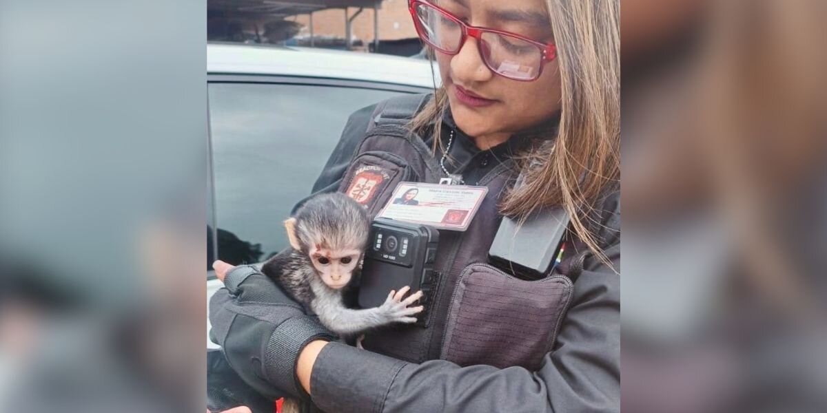Baby Monkey Found Crying Near Light Pole Clings To Rescuer Who Saved Him