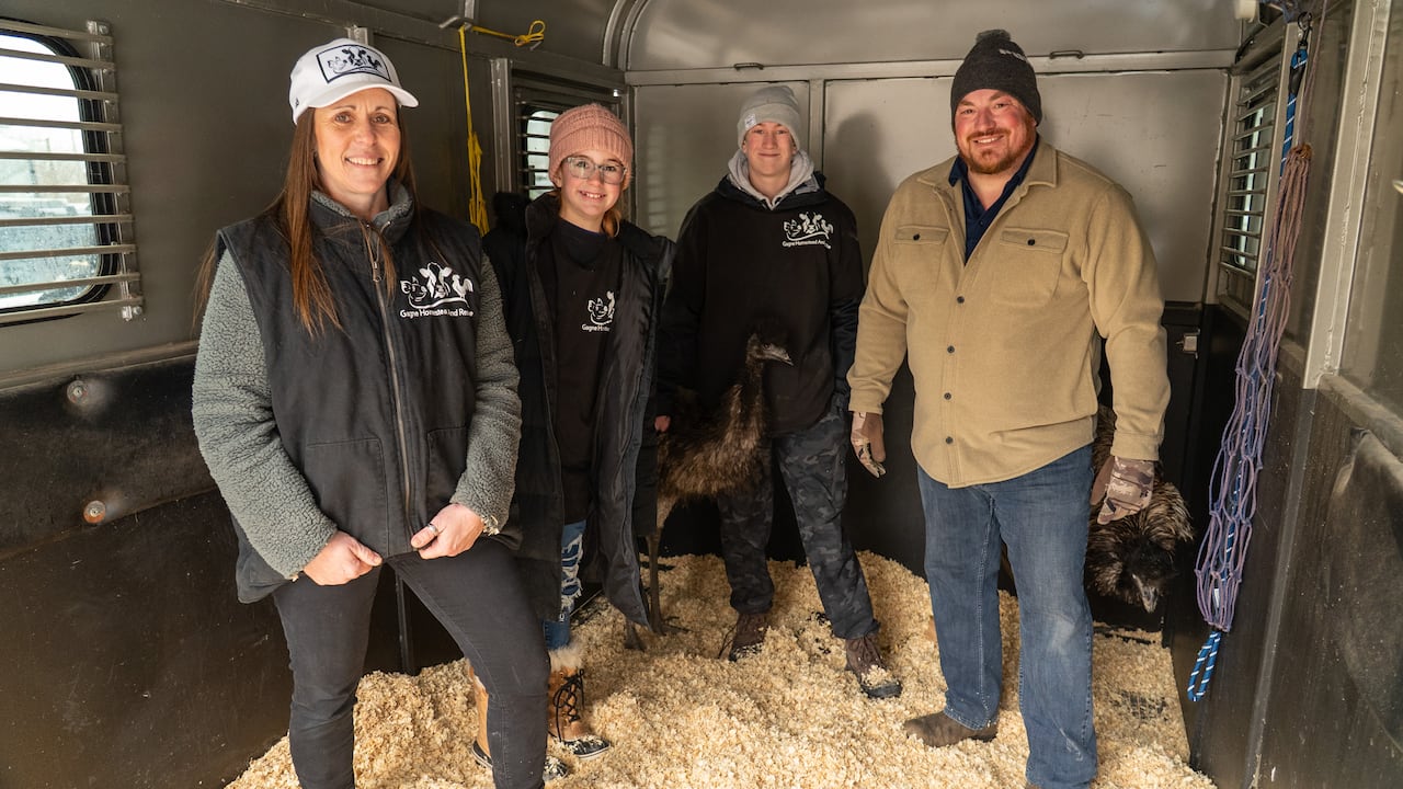 Enzo, centre, travelled to Ottawa on Friday with her owner Jeff Gagné, far right, and Tracy Foley, the farm employee who brought her safely back, far left, for an interview with CBC.