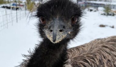 Enzo the emu makes a break for it, local stardom ensues