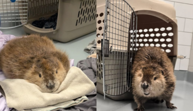 Beaver rescued in Lincoln recovers at Nebraska Wildlife Rehab