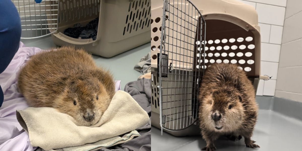 Beaver rescued in Lincoln recovers at Nebraska Wildlife Rehab