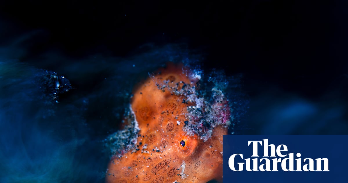 In your face: Close-up Photographer of the Year Awards 2026 – in pictures - The Guardian