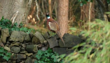 Readers’ wildlife photos – Why Evolution Is True