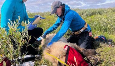 Recognizing the scent of barren-ground grizzly