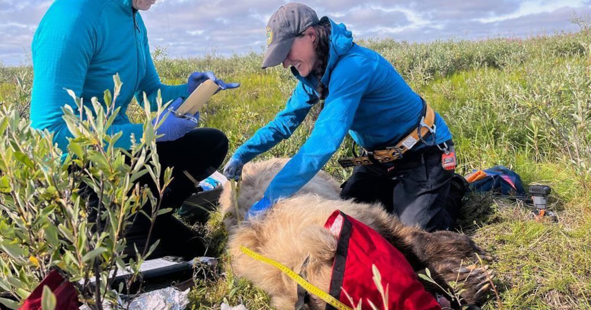 Recognizing the scent of barren-ground grizzly