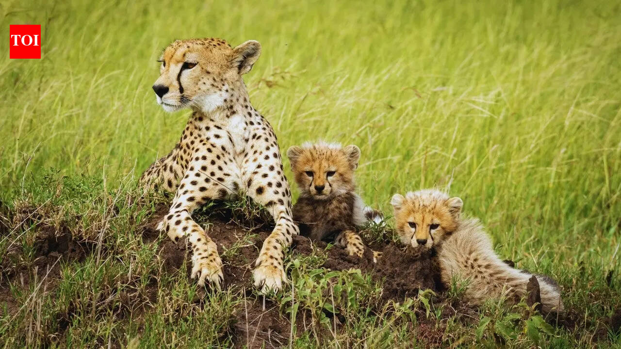 Kuno National Park: Five new cheetah cubs at Kuno National Park: Why it is a good news for wildlife enthusiasts |