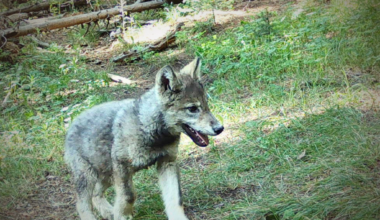 Top 5 most-read stories last week: E-bikes, wolf death and Dillon tiki bar