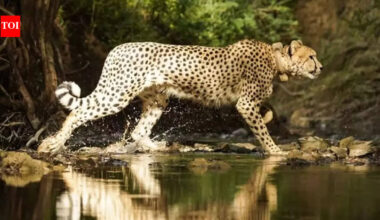 Namibian cheetah Aasha gives birth to 5 cubs at Kuno, India’s cheetah count rises to 35 | Delhi News