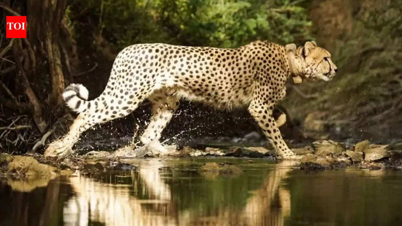 Namibian cheetah Aasha gives birth to 5 cubs at Kuno, India’s cheetah count rises to 35 | Delhi News