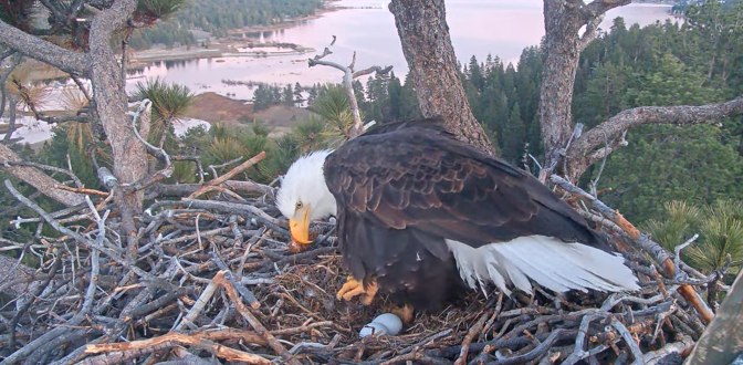 An adult bald eagle is raising her left talon over a pair of white eggs laying in a nest of twigs.