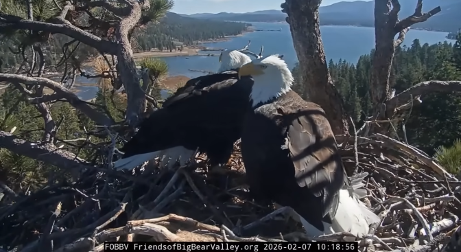 Two adult bald eagles sitting in a nest of twigs towards the top of a tree. A large blue lake and mountain region can be seen in the background.