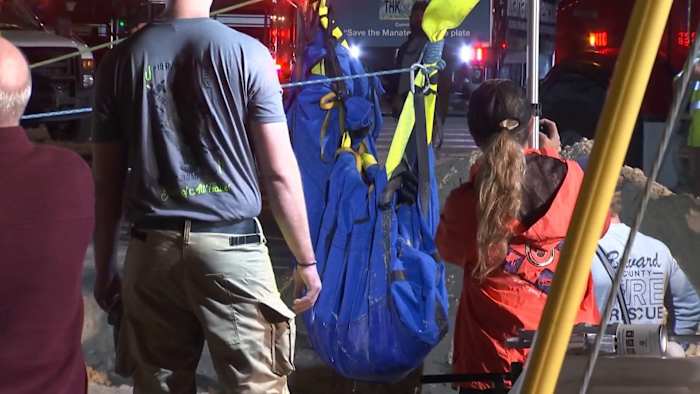Crews free manatee trapped in storm drain beneath road in Brevard County