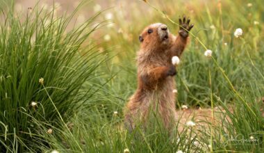 Olympic marmots could get federal endangered species protections