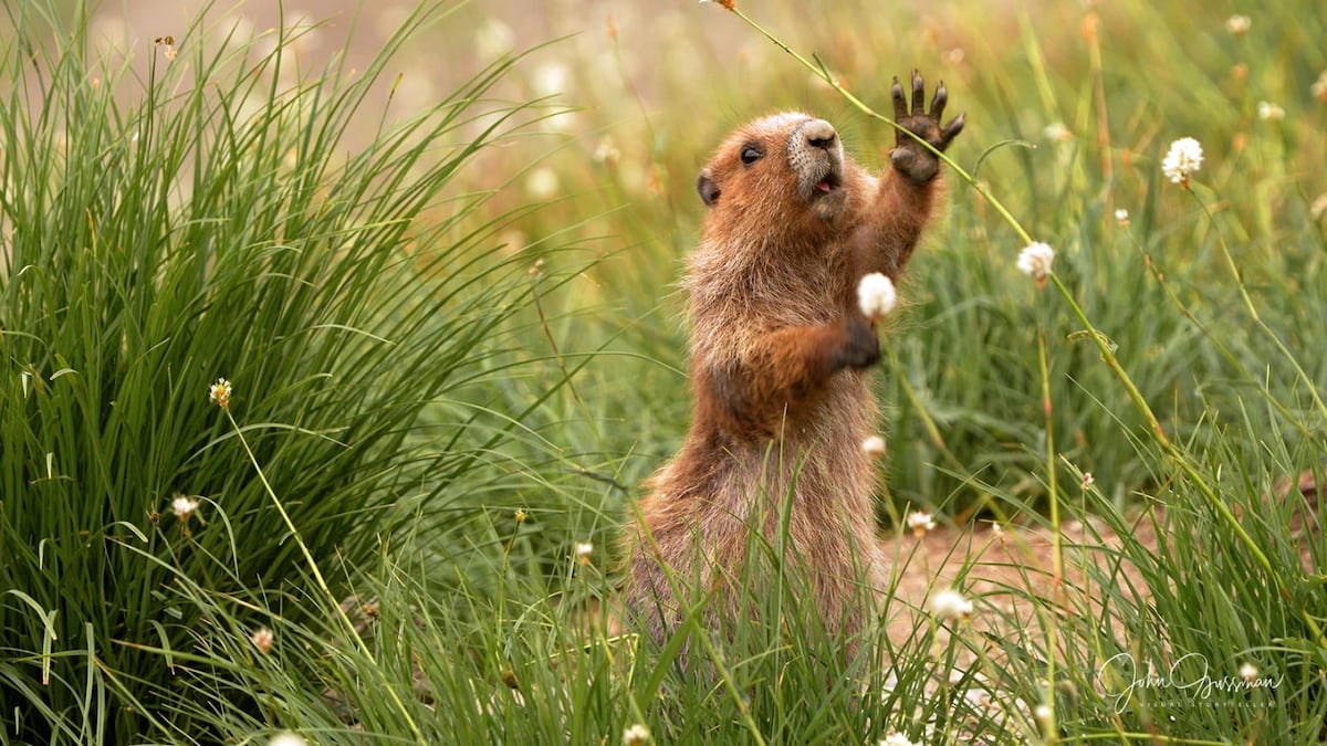 Olympic marmots could get federal endangered species protections